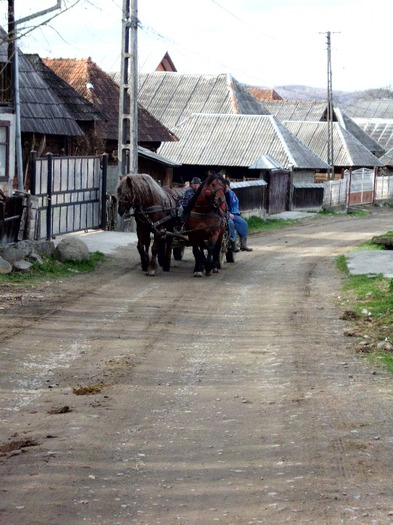 IMG_0662 - Manzul Boicu din Maramures -Calinesti