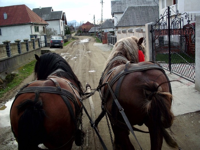 IMG_0671 - Manzul Boicu din Maramures -Calinesti