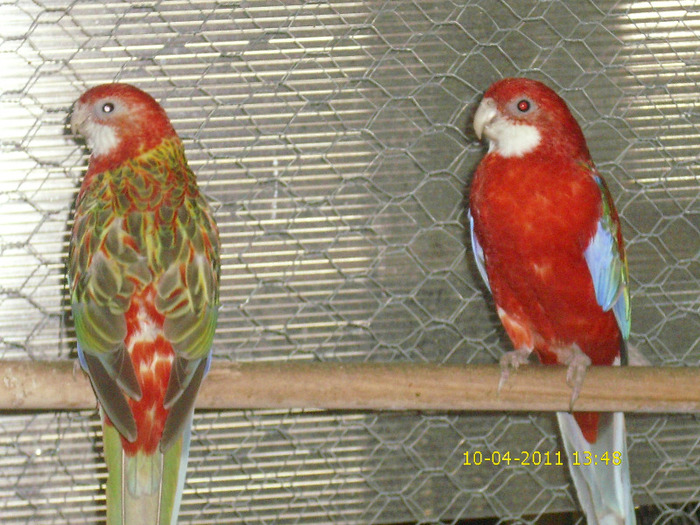 Picture 312 - Rosella-Rubin-Scortisoara