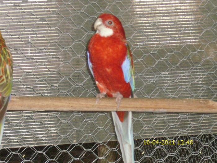 Picture 313 - Rosella-Rubin-Scortisoara