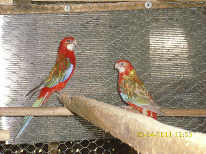 Picture 342 - Rosella-Rubin-Scortisoara