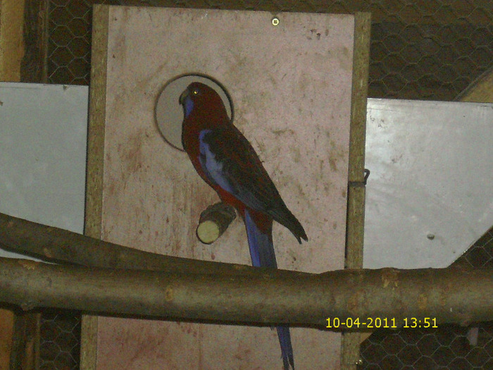  - Rosella-Penant-Matca- 2