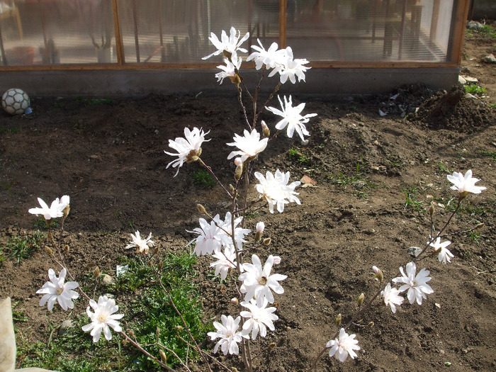 Magnolia stelata - Instantanee-diverse