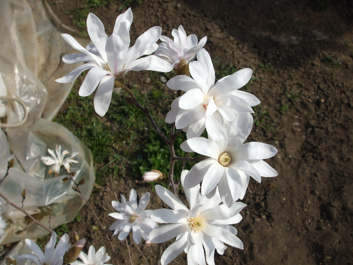 Magnolia stelata - Instantanee-diverse