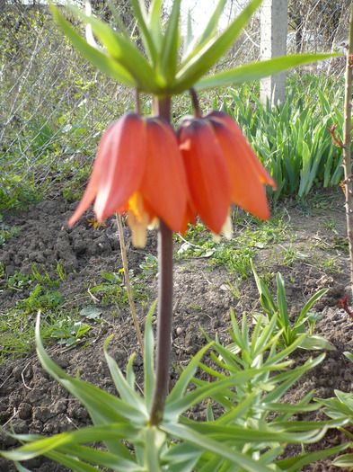 017