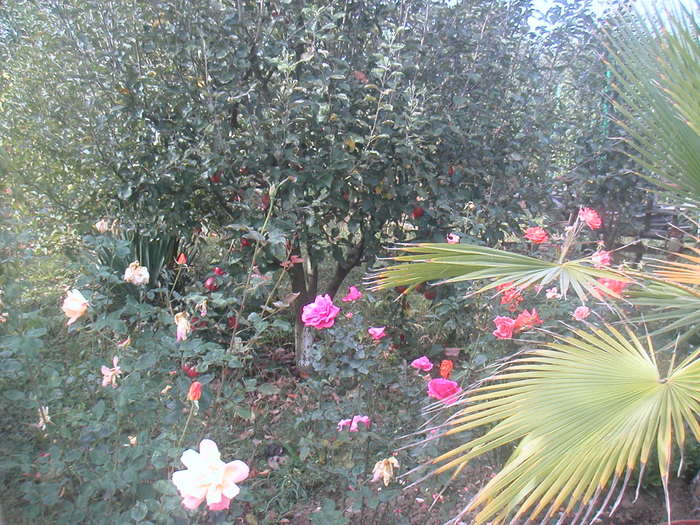 meri,trandafiri,palmieri - 2 -gradina mea de vis