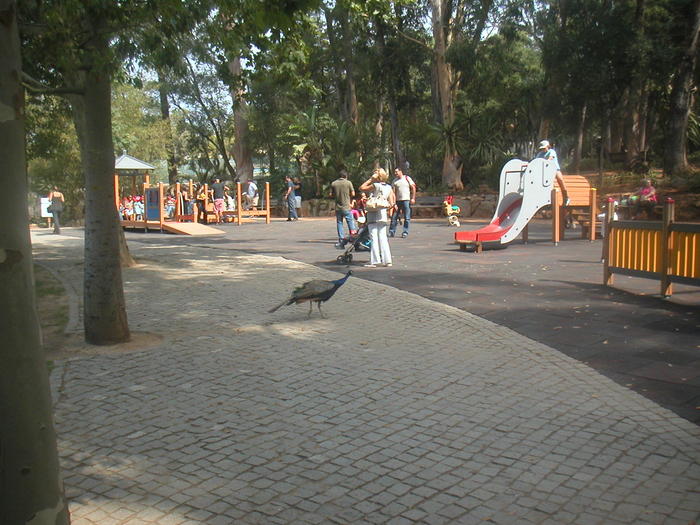 paun la plimbare