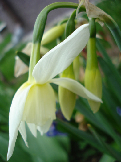 Narcissus Thalia (2011, April 12) - Narcissus Thalia