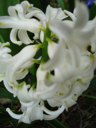 White hyacinth (2011, April 08)