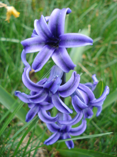 Hyacinth Blue Jacket (2011, April 10) - Hyacinth Blue Jacket