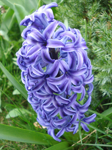 Hyacinth Blue Jacket (2011, April 10)