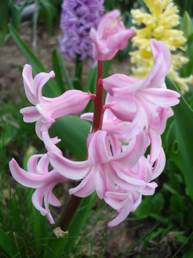 Hyacinth Fondant (2011, April 10)