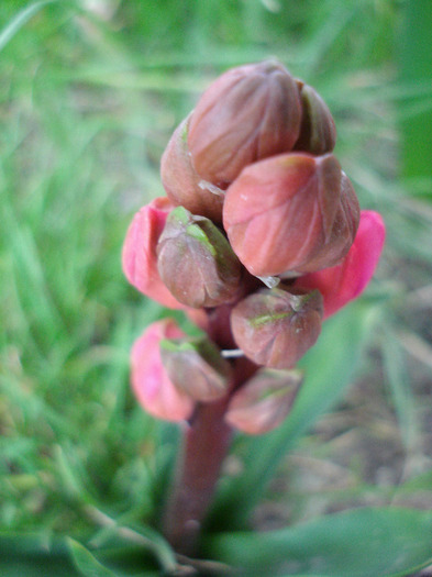 Hyacinthus Hollyhock (2011, April 10) - Hyacinth Hollyhock
