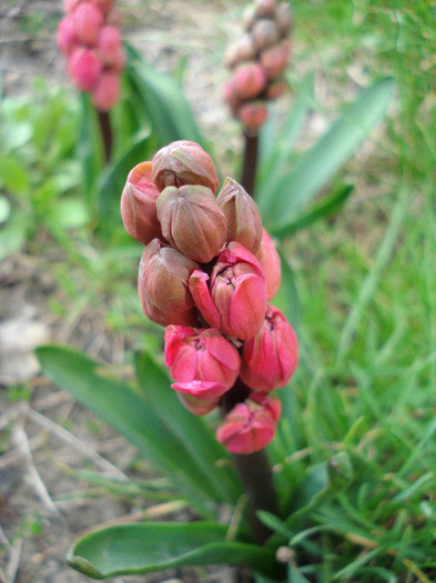 Hyacinthus Hollyhock (2011, April 10) - Hyacinth Hollyhock