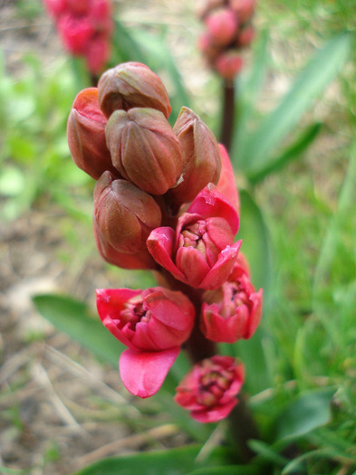 Hyacinthus Hollyhock (2011, April 12) - Hyacinth Hollyhock