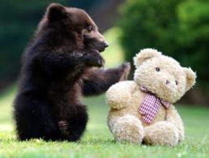 bears sweet bff - BFF