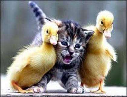 cats and duck bff - BFF