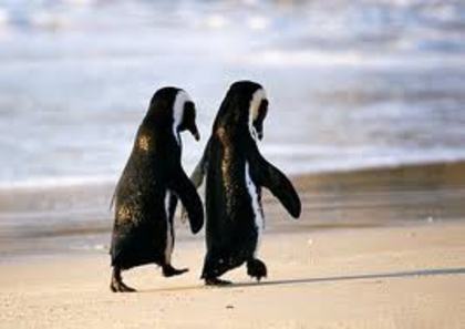 pinguin bff - BFF