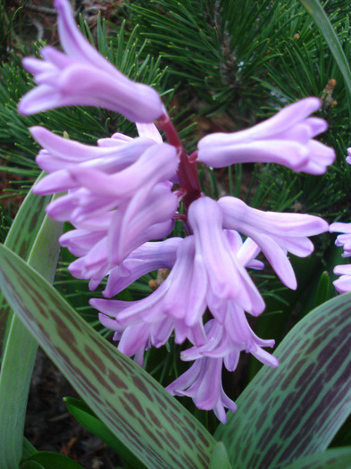 Hyacinth Splendid Cornelia (2011, Apr.07)