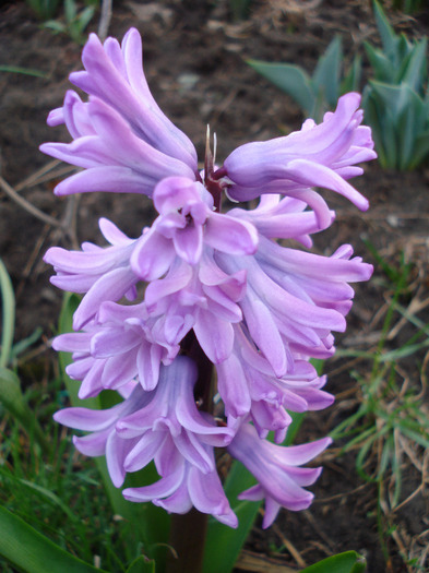 Hyacinth Splendid Cornelia (2011, Apr.07) - Hyacinth Splendid Cornelia