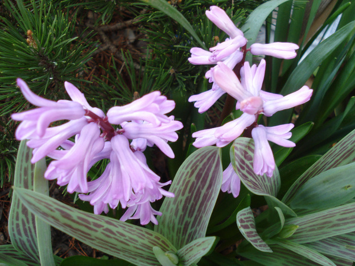 Hyacinth Splendid Cornelia (2011, Apr.07) - Hyacinth Splendid Cornelia