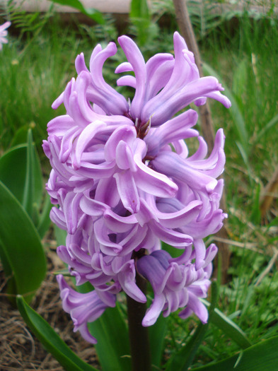 Hyacinth Splendid Cornelia (2011, Apr.08)