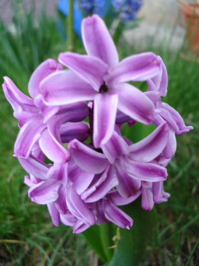 Hyacinth Splendid Cornelia (2011, Apr.10)