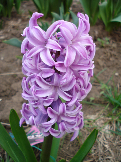 Hyacinth Splendid Cornelia (2011, Apr.10)