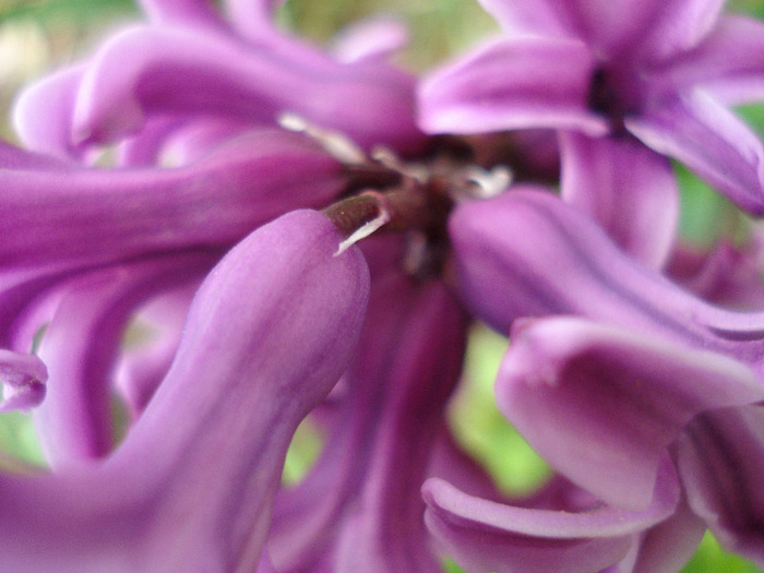 Hyacinth Splendid Cornelia (2011, Apr.12)