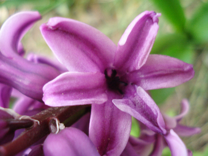Hyacinth Splendid Cornelia (2011, Apr.12)