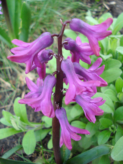 Hyacinth Woodstock (2011, April 07)