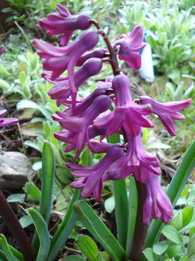 Hyacinth Woodstock (2011, April 07) - Hyacinth Woodstock