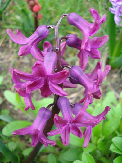 Hyacinth Woodstock (2011, April 08) - Hyacinth Woodstock