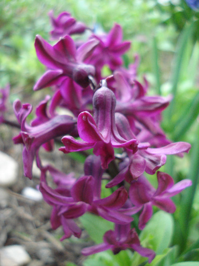 Hyacinth Woodstock (2011, April 10)