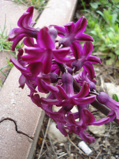 Hyacinth Woodstock (2011, April 10)