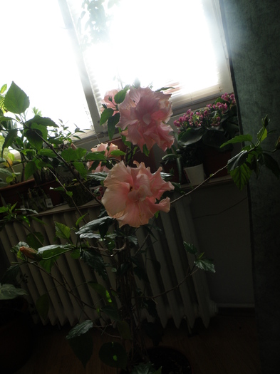 P4102932 - trandafir japonez