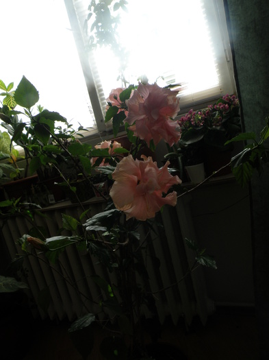 P4102933 - trandafir japonez