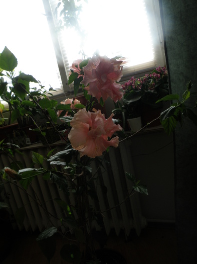 P4102934 - trandafir japonez