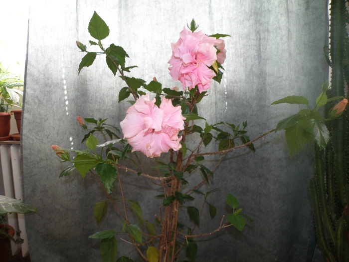 P4102935 - trandafir japonez