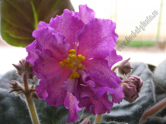 Saintpaulia Strawberry Wave 1 - VIOLETE AFRICANE  - Saintpaulia