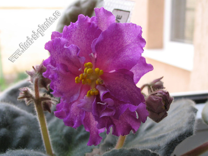 Saintpaulia Strawberry Wave 3 - VIOLETE AFRICANE  - Saintpaulia