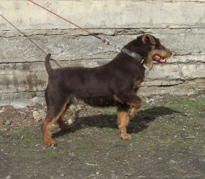 Sarreti Vadasz Celli