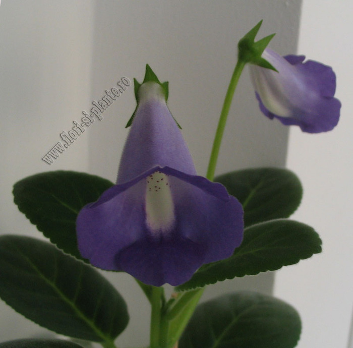 Sinningia Baby Blues 14 - GLOXINIA _ SINNINGIA