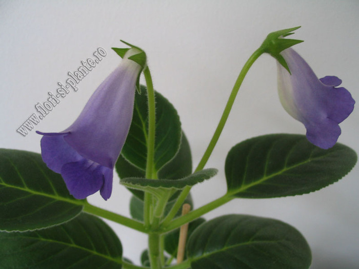 Sinningia Baby Blues 15 - GLOXINIA _ SINNINGIA