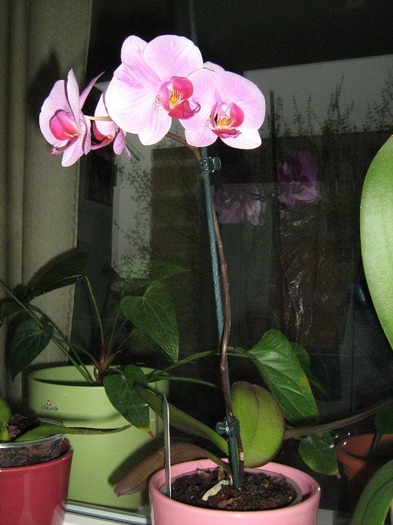 IMG_9714; splendoare...
