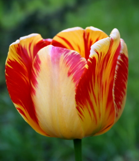 10741571_OMYELLACA - xxLalele macroxx