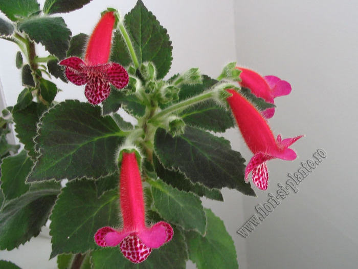 Kohleria Jester 15