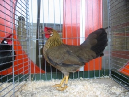 300px-leghorn_patrijs_hen - Varietati de culoare la rasa de gaini italiene