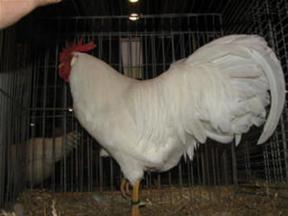 american leghorn