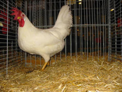 Leghor30english leghorn